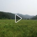 보리밭 [밀밭을 걷다] 이미지