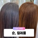 순, 컬러룸