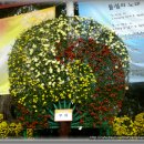 마산 국화꽃 축제 이미지