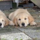 누리소농장 이미지