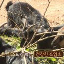 사봉흑염소