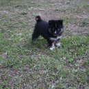 더 폼 스타켄넬 이미지