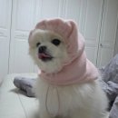 명당초 | 미용 개들의 성 내돈내산 | 소형견 가위컷 8만원, 털 키링 선물에 감동받은 후기 (feat. 다롱 공주님 변신)