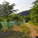 망고 애견 이미지