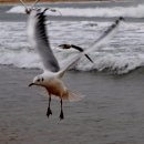 부산갈매기 이미지