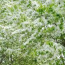 꽃과나무(Flower tree) 이미지