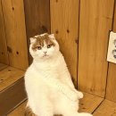 고양이 모자 이미지