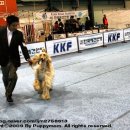 퍼피프린스 이미지