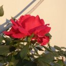 망원 성원 2차 아파트 이미지