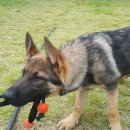 셰퍼트 분양 이미지