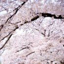 연 한의원 Daum카페