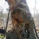 느티나무 할아버지 이미지