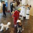 견우애견 이미지