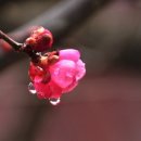 시요 이미지
