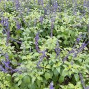 블루세이지 이미지