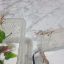 11545-10-09-04 | # 반려 동물 _ 파충류 크레스티드 게코 도마뱀 솔리드 레드 릴리 화이트 재입양 후기 일지 기록