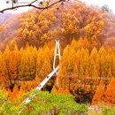 &#34;여긴 진짜 알면 갈 수밖에 없다&#34; 단풍부터 체험까지 가능한 가을 인기 스폿 이미지