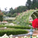 조선대(장미원) 이미지