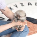 안양유지사료 이미지