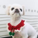 나리펫살롱 이미지