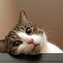 전대약국 이미지