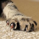 유성준동물병원 이미지