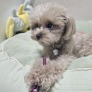 우리들애견 이미지