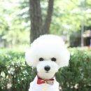 플라워펫 이미지