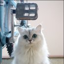 털뭉치 이미지