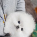 일산 강아지분양 스마트독 이미지