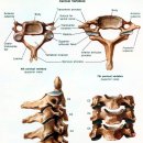 경추(cervical vertebrae) 이미지