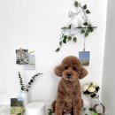 더빛나개 이미지