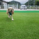 커멍요 이미지