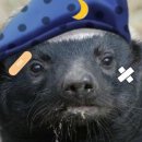 벌꿀 오소리