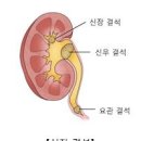 콩팥이 안좋으면 신장 콩팥 통증 물혹 염증 결석 살펴볼까 이미지