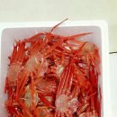 바다홍게 이미지