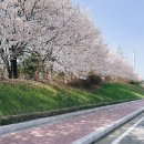 양평1동-4 | 안양천 벚꽃 | 안양천 벚꽃길 위치와 벚꽃축제 일정 나들이 후기