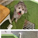 리치펫하우스 이미지