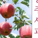 충주꿀사과농원