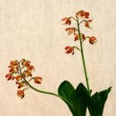 대한민국 새우란 대전 이미지