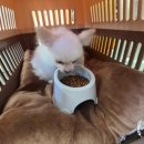 행복켄넬 이미지