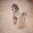 그레이스펫그루밍스튜디오 이미지