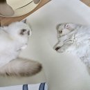 여울그루밍 이미지