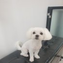 마리애견미용실 이미지