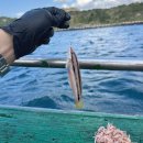 88낚시 | 제주도 배낚시 차귀도 낚시 달래 배낚시 내돈내산