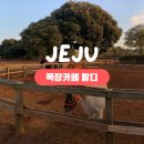 번영로R | 제주 성산 승마 카페 추천 I 목장카페 밭디 I 서귀포 성산일출봉 근처 이색 체험 제주예쁜카페