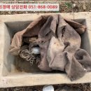 진전면927 이미지