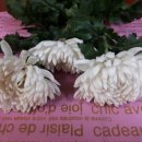 풍기장례식장 이미지