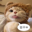 야옹아 멍멍해봐 이미지