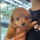 수원강아지분양 드림독 안심분양센터 수원점 이미지